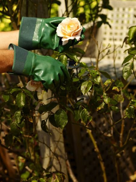 acm ПРОФЕССИОНАЛЬНЫЕ ПЕРЧАТКИ РЕЗКА РОЗЫ УХОД