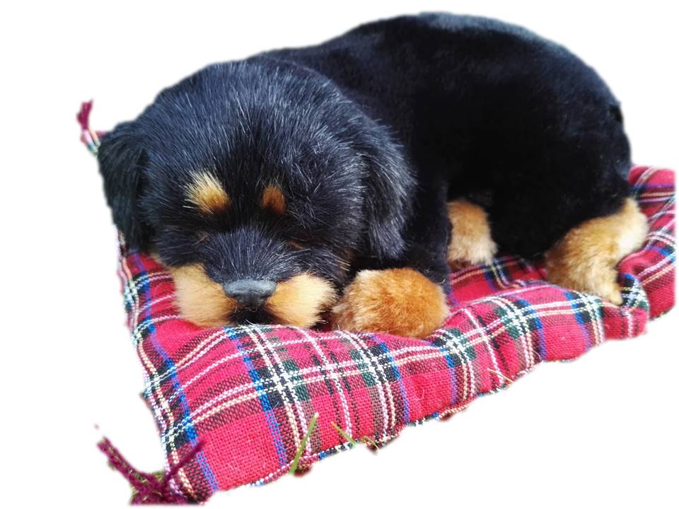 

Pies Śpiący Na Poduszce Piesek Średni Rottweiler