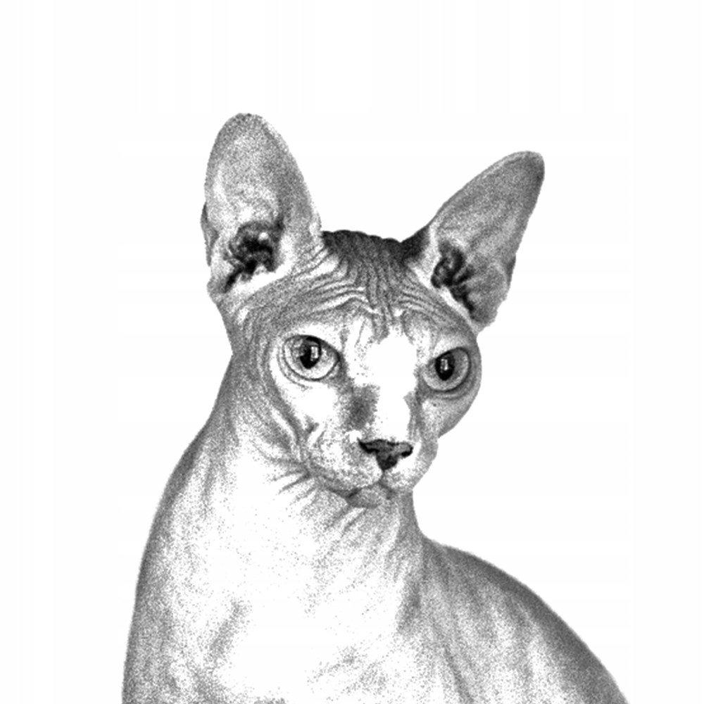 Kot Sfinks Spinka do krawata łańcuszek grafika Materiał inny