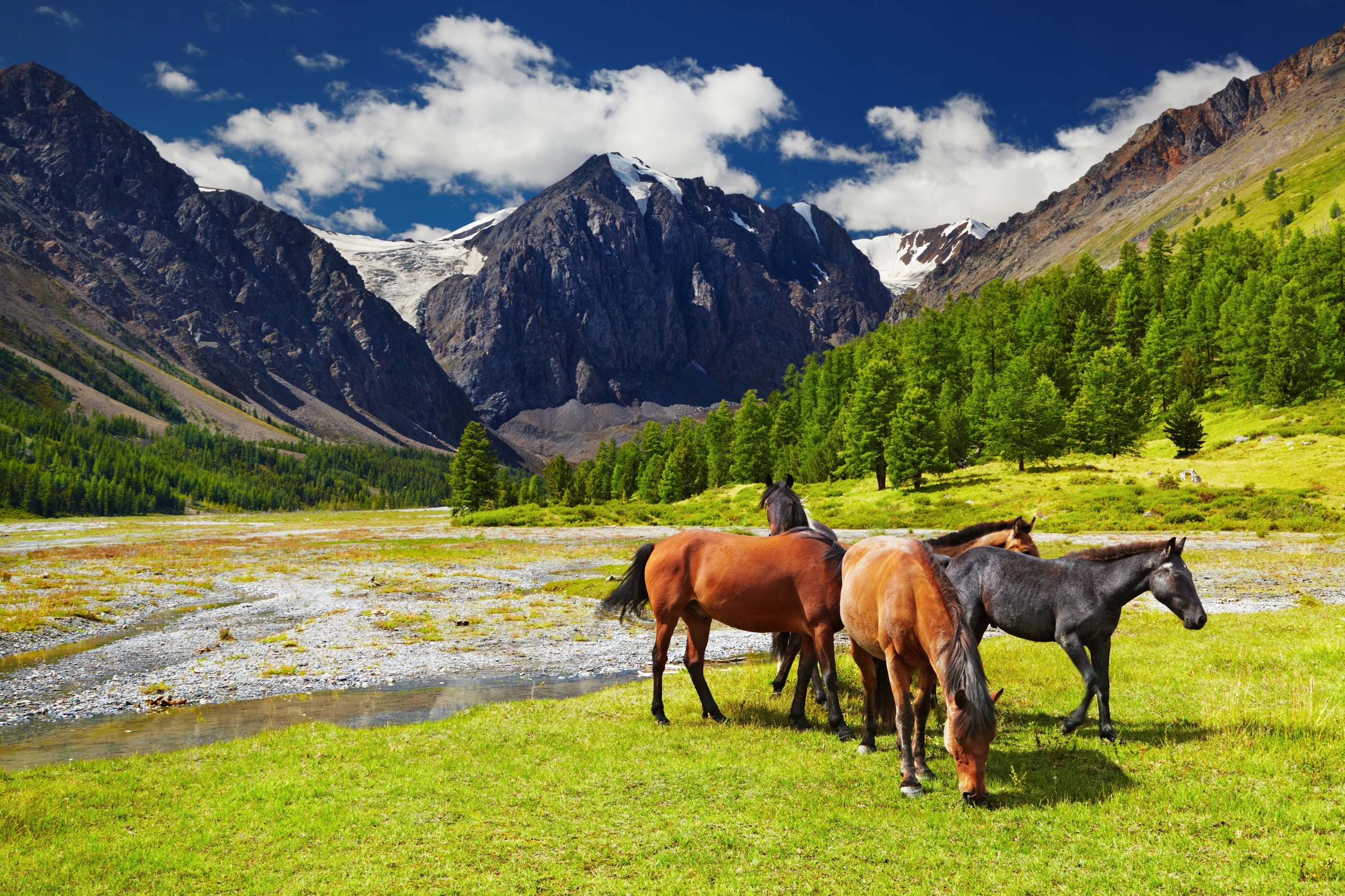 

Fototapeta 3d Koń Konie Mustang galop 360x245WYBÓR