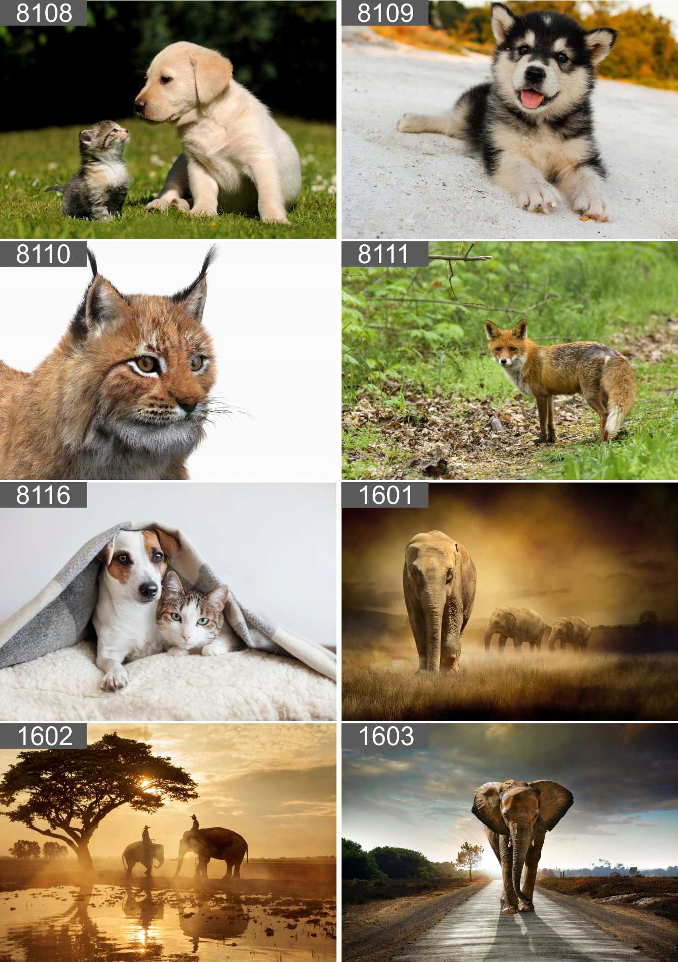 Plakat poster KOŃ KONIE MUNSTANG 100x70 max wybór Rodzaj bez ramy