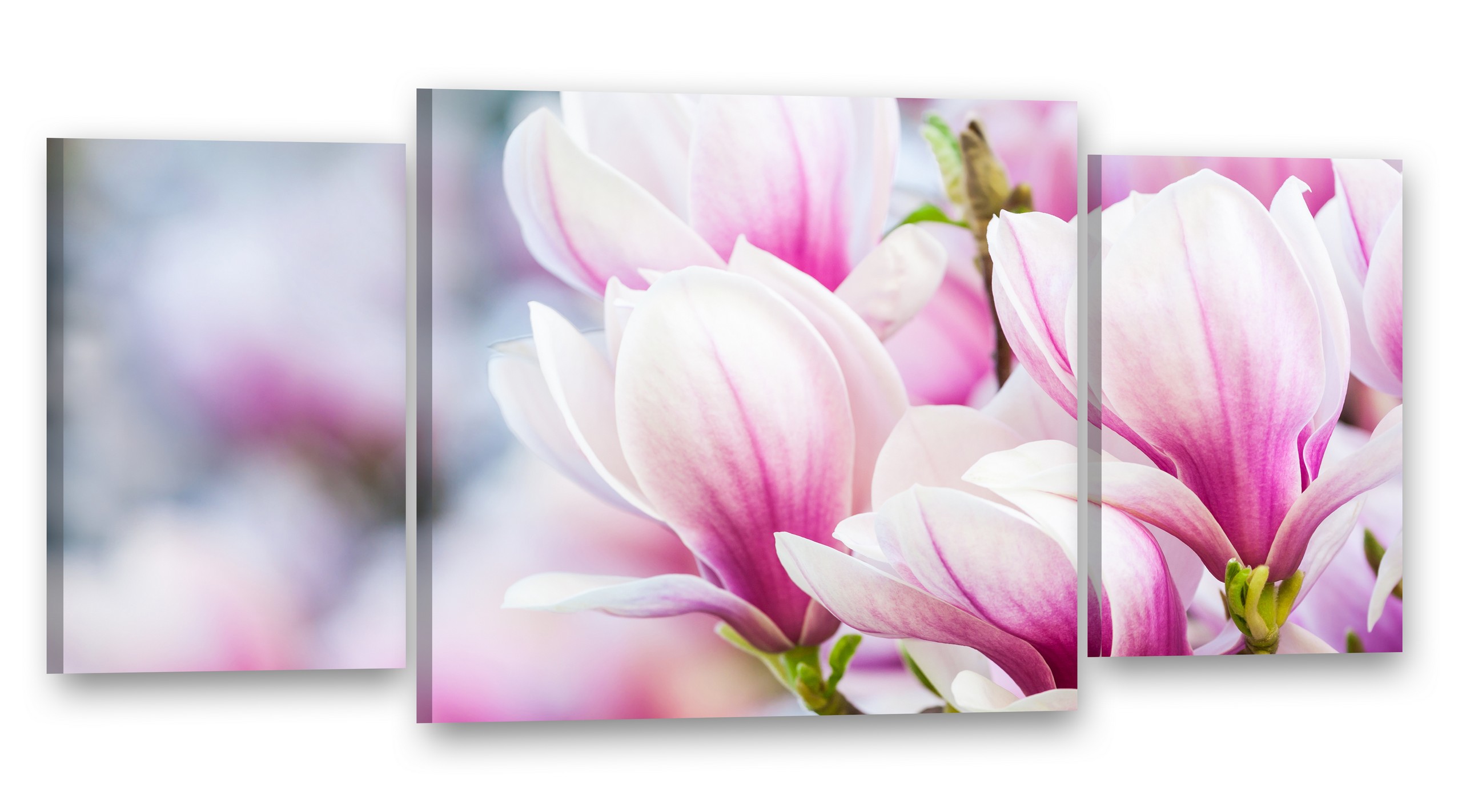 

#magnolia __ obrazy na płótnie 80x40 obraz