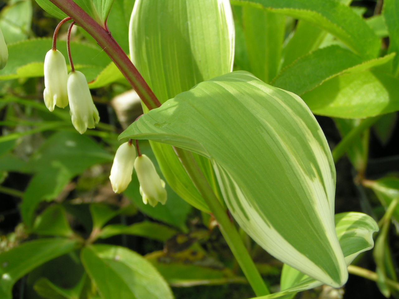 КОКОРИШКА пестрая-живописный многолетник