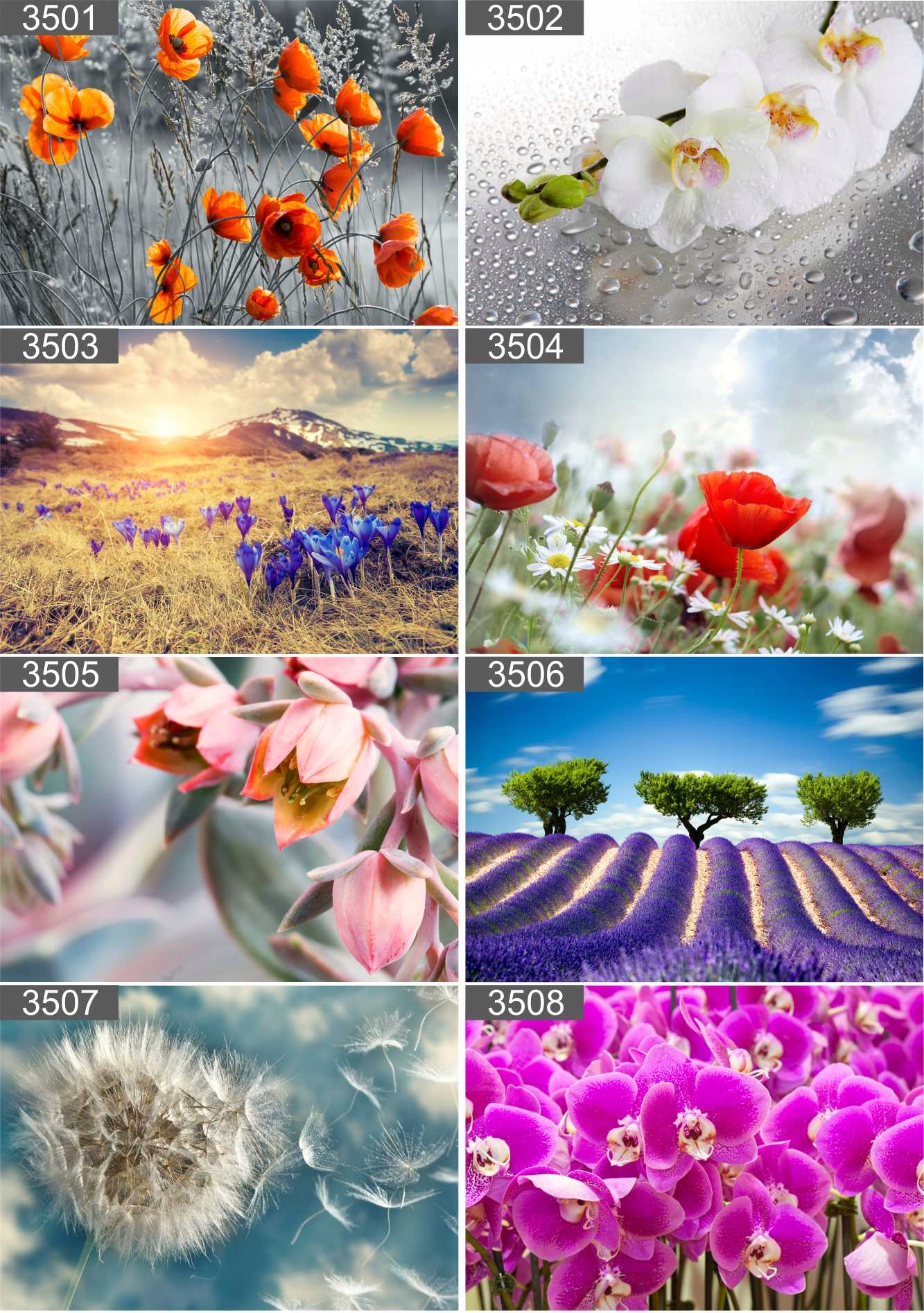 PLAKAT POSTER LAS NATURA MGŁA 70x50 MAX WYBÓR Szerokość produktu 70 cm