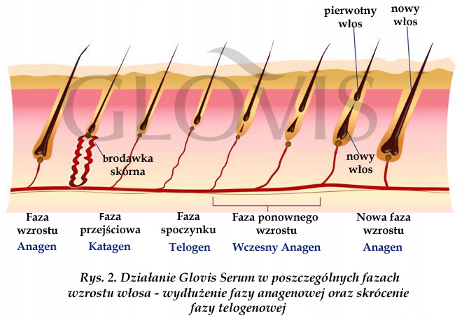 Wcierka GLOVIS 12x10ml Wypadanie Łysienie Porost Rodzaj ampułka