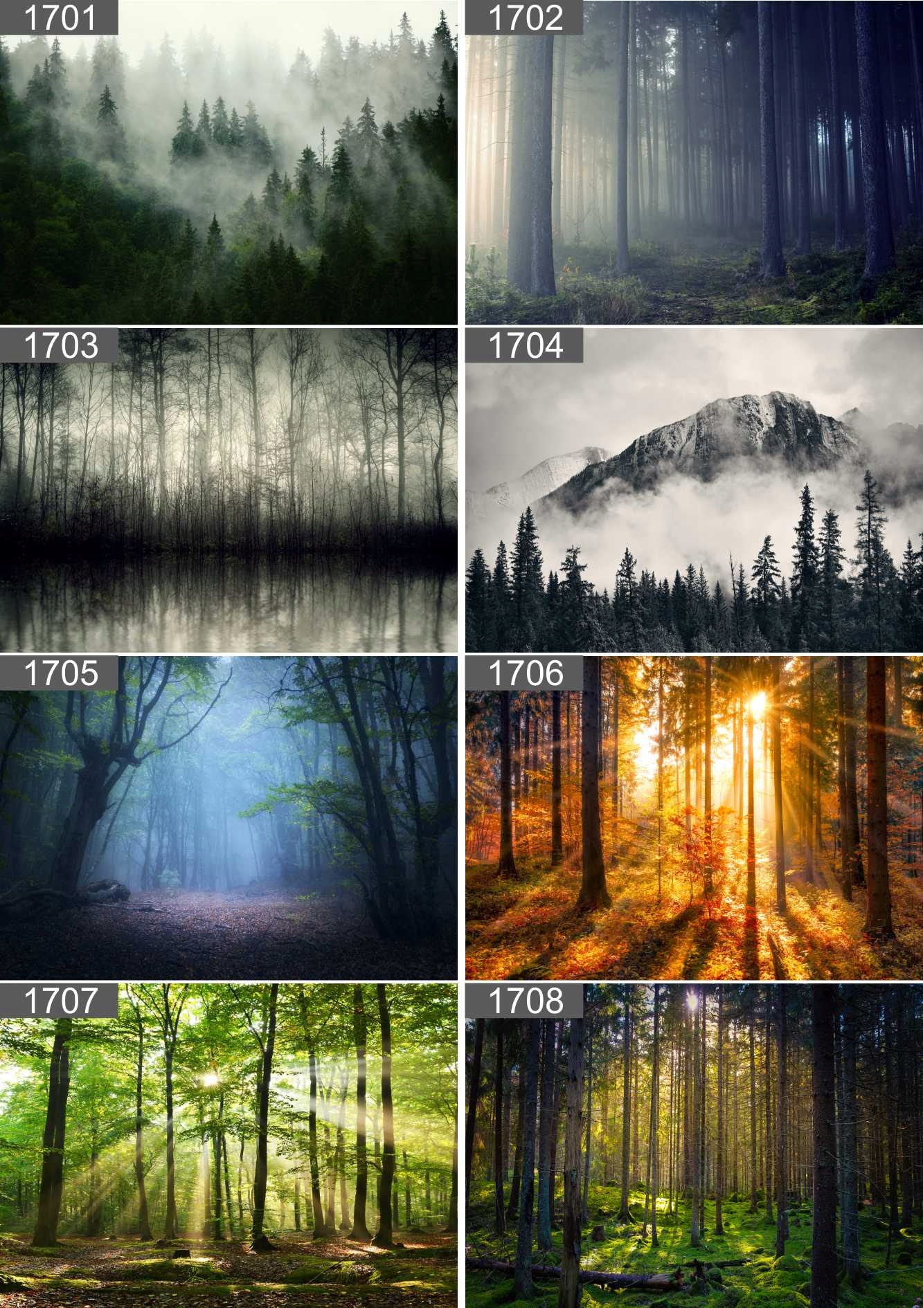 PLAKAT POSTER LAS NATURA MGŁA 70x50 MAX WYBÓR Wysokość produktu 50 cm