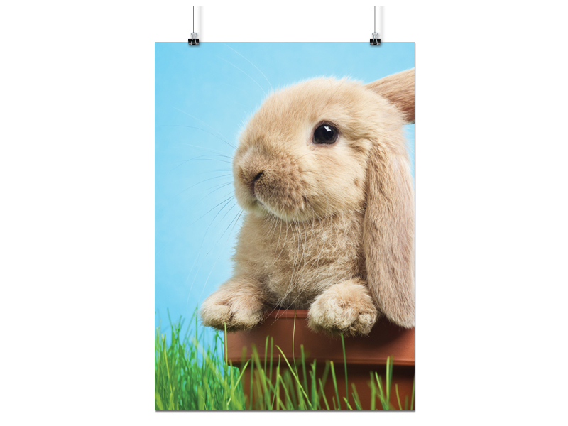 

Plakat Królik Zając 90x60 CM 8 Wzorów Matowy