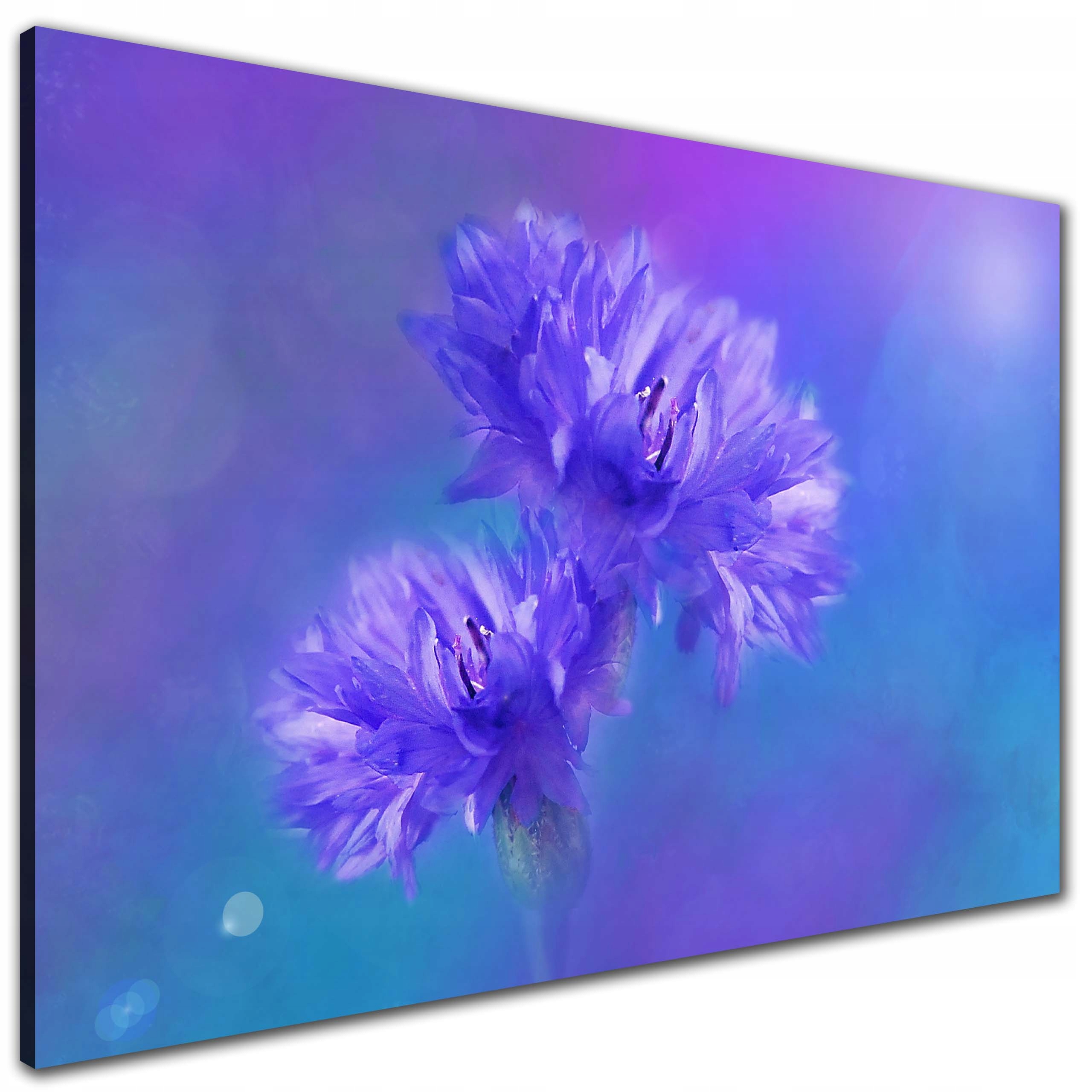 

Obraz do salonu Cornflowers