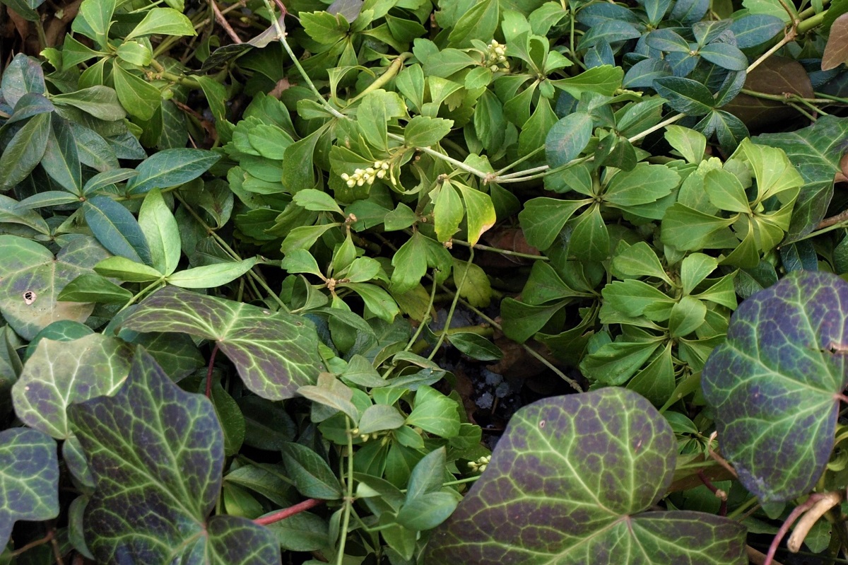 winter ground cover