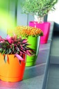 фото mini №2, Round flowerpot з stand 18xh17cm casing duop
