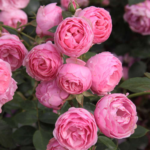 Rosa 'Raubritter' - Róża pnąca RÓŻOWA PEŁNA