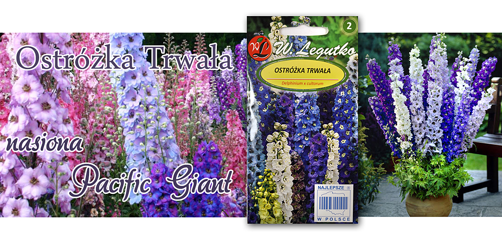 OSTRÓŻKA TRWAŁA Delphinium cultorum Pacific hybrid