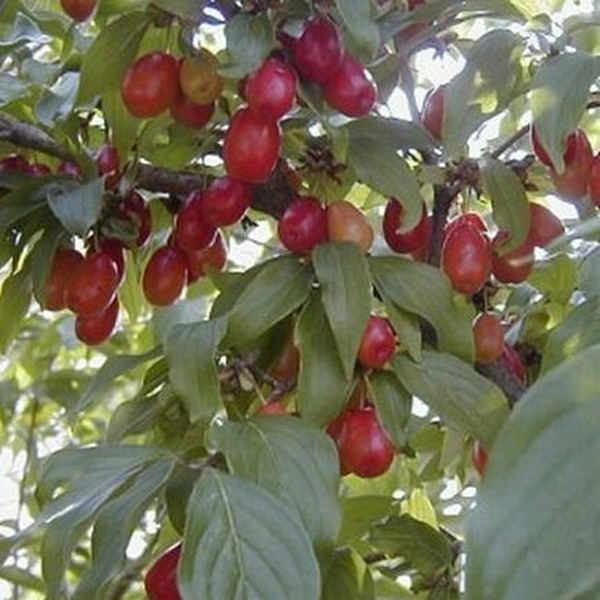 Dereń jadalny (Cornus mas) sadzonka 50-70cm