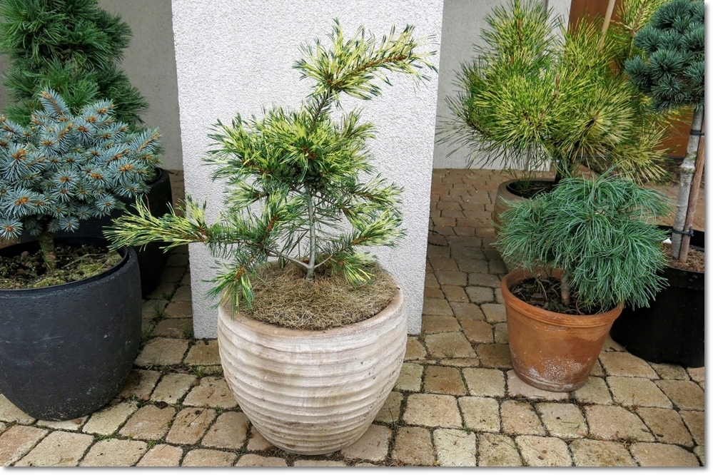 Pinus parviflora Ogon Janome - śliczna duża !!!