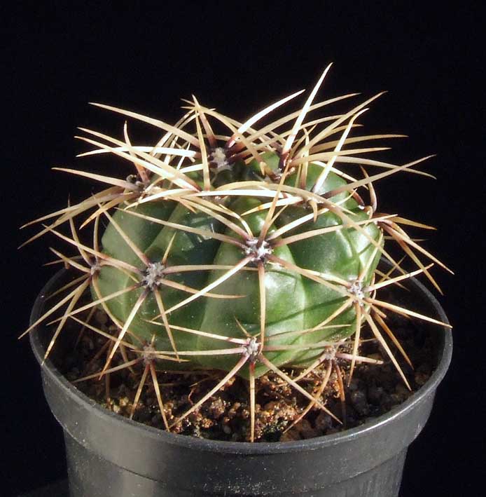 Kaktusy - Gymnocalycium brachyanthum v. gertrudae