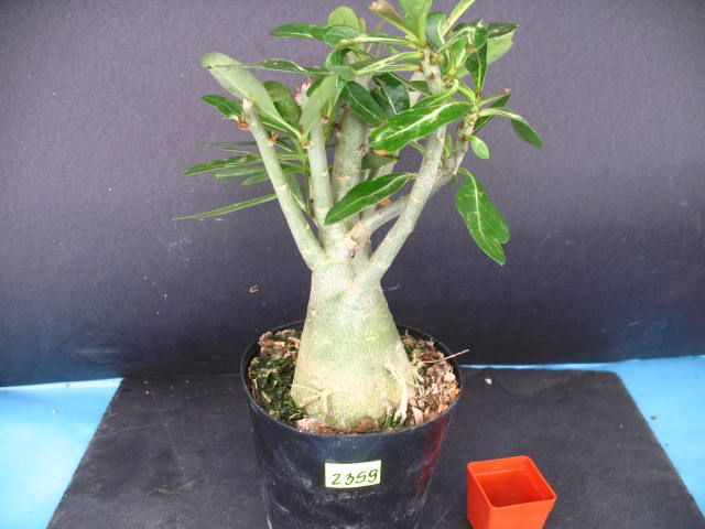 Kaktusy Adenium obesum nr2359 don 11cm DUŻE