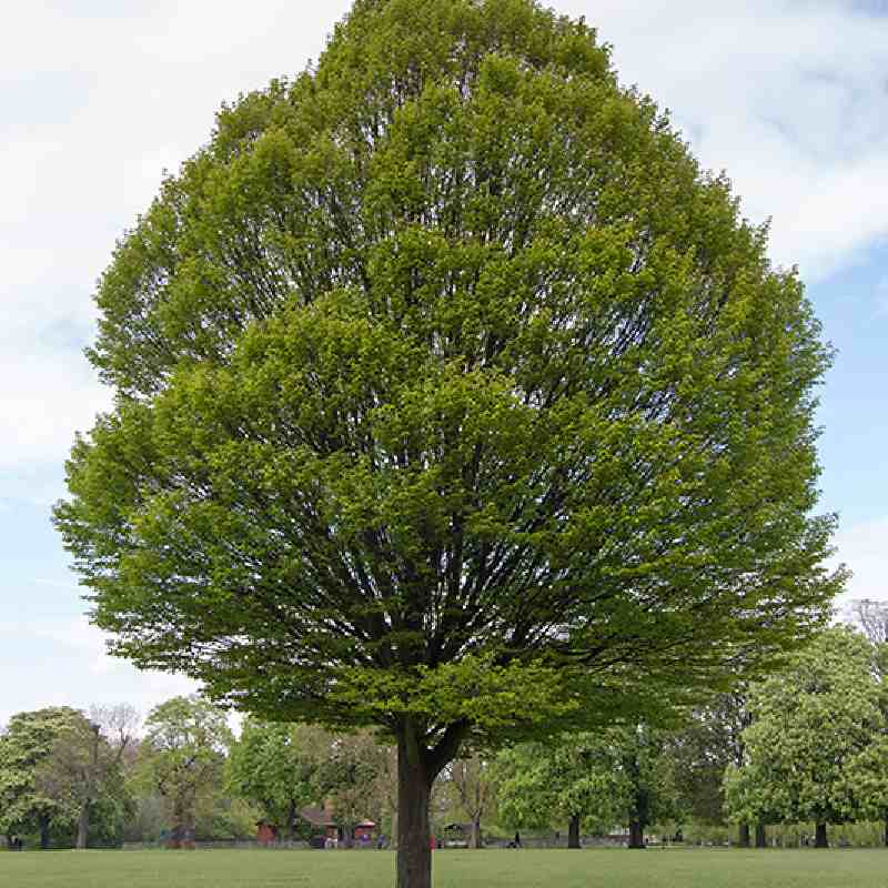 Grab wschodni wielodon. bonsai, ogród, żywopłot