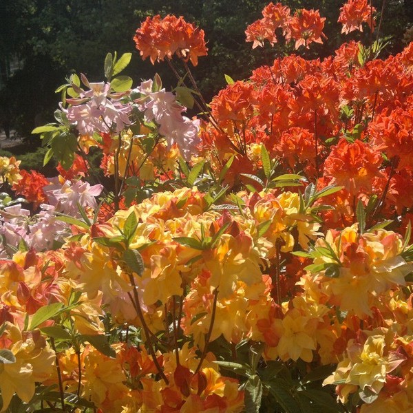 Azalia omszona (Azalea) mix kolorów c1 15-25cm