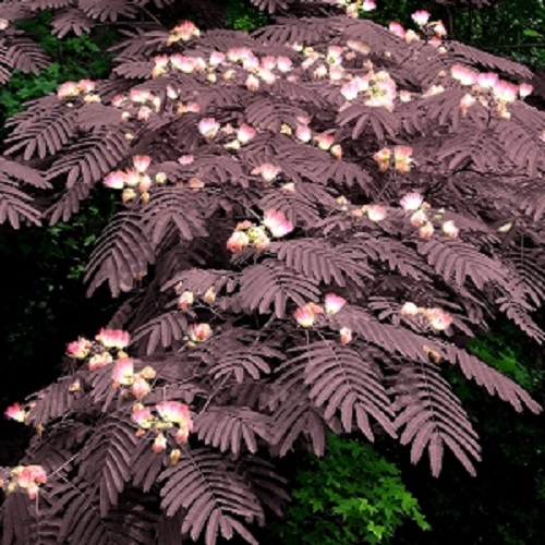 ALBICJA SUMMER CHOCOLATE ALBIZIA SADZONKA - 7342277053 ...