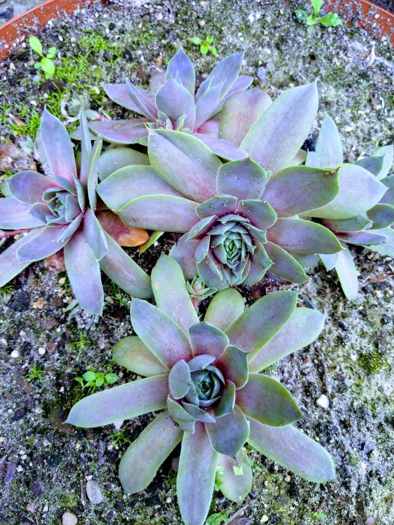 Sempervivum tectorum 'ATROPURPUREUM' ROJNIK GIGANT