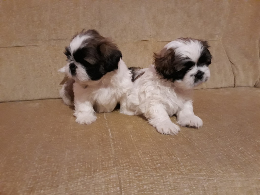 shih tzu szczenięta
