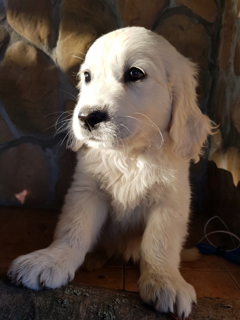 szczeniaki Golden Retriever