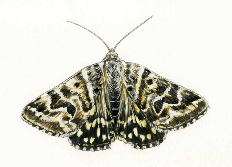 Ćma, motyl nocny (Heterocera) - akwarela oryginał!