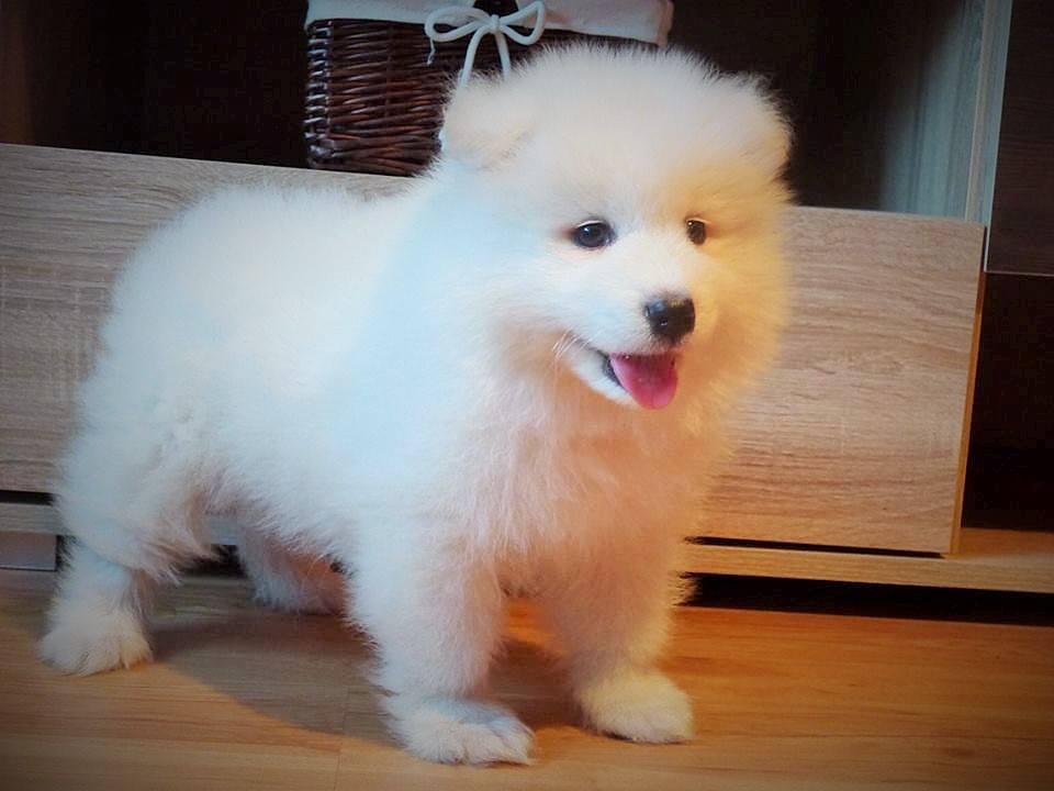 Samoyed/Samojed