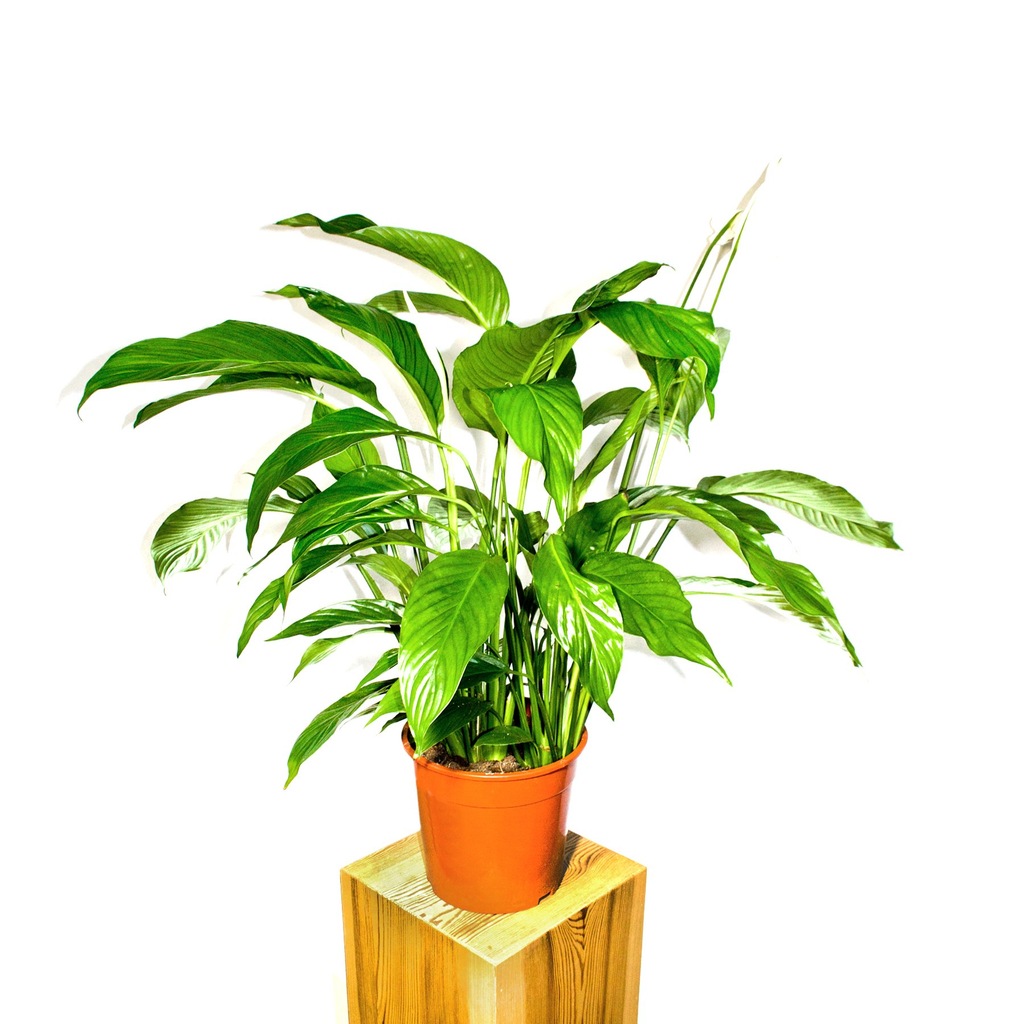 Skrzydłokwiat Spathiphyllum Mauna Loa 120cm gęsty