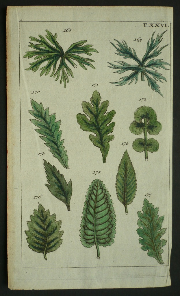 paprocie i paprotniki, oryg. 1768 + akwar