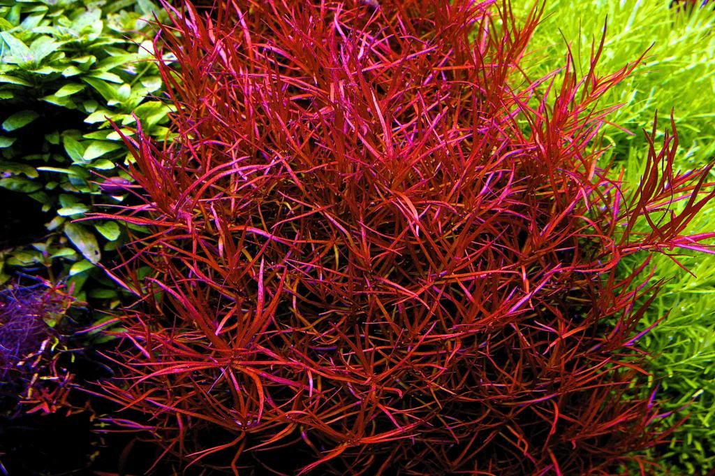 Alternanthera colorata RED - Sadzonka _ Hodowla