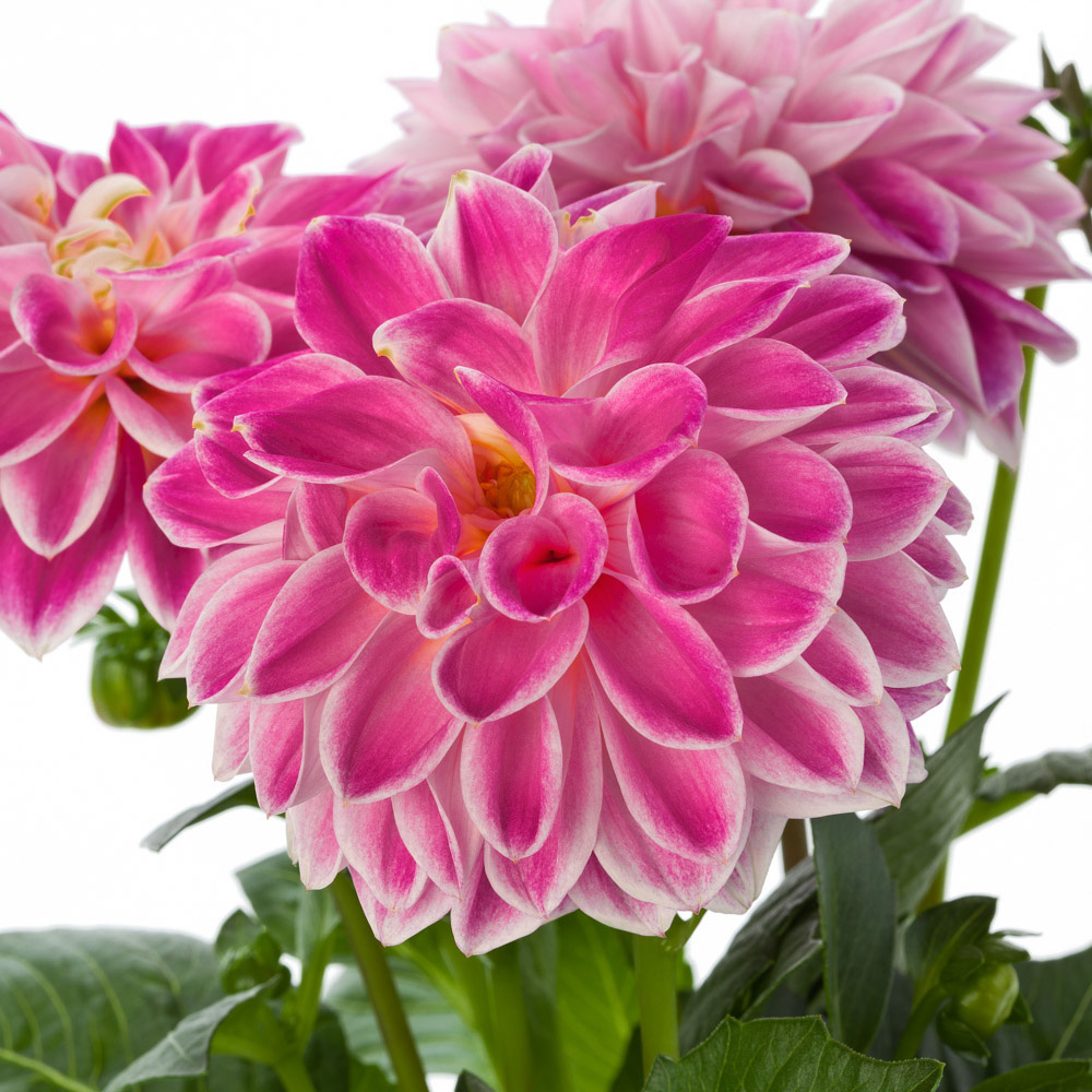 Dalia Dalietta Dahlia Dahlietta Surprise Louise
