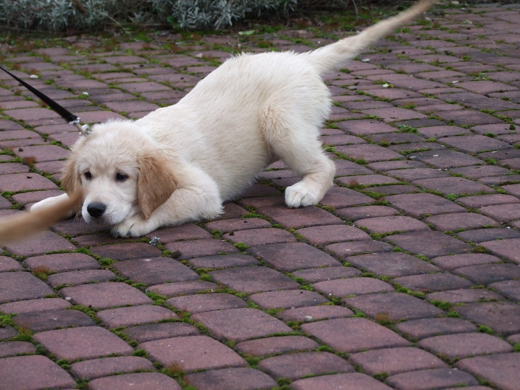 Golden Retriever ciemno złote szczenięta z rodowod