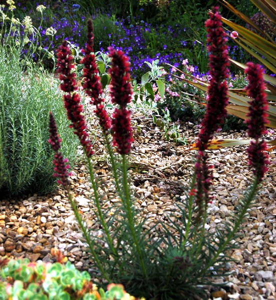 Żmijowiec czerwony Echium russicum unikat P9