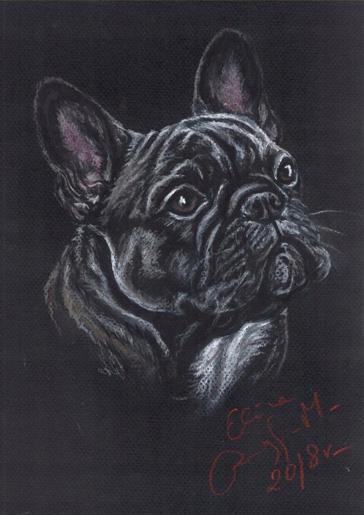Buldog francuski, bulwa, BF - portret psa
