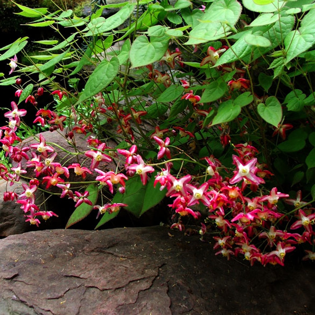 Kwiat Elfów - EPIMEDIUM RUBRUM czerwone XL
