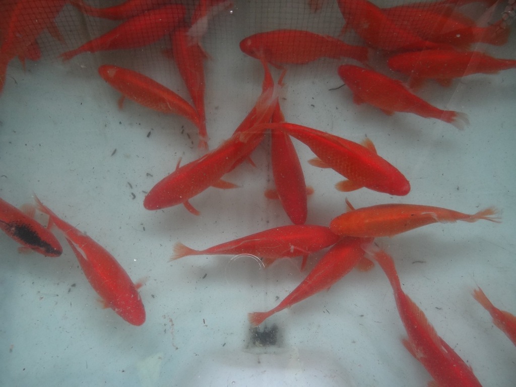 NARYBEK  KARP LIN AMUR JESIOTR KOI ZŁOTA ORFA