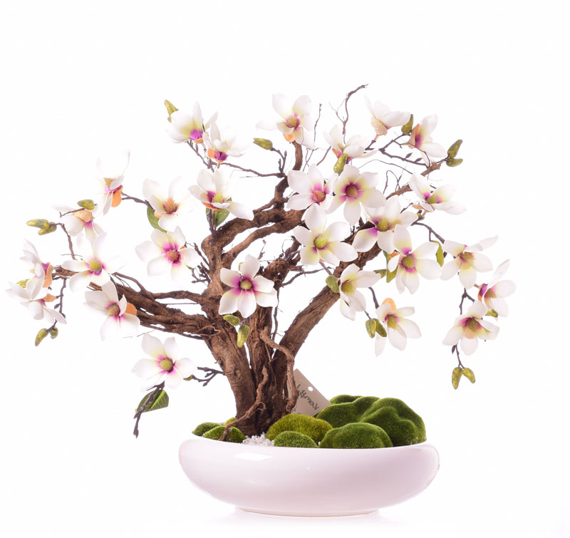 Drzewko bonsai magnolia na naturalnym korzeniu