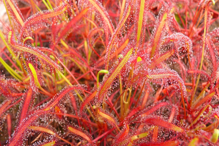 Rosiczka - Drosera capensis all red 50x!! Świeże!!