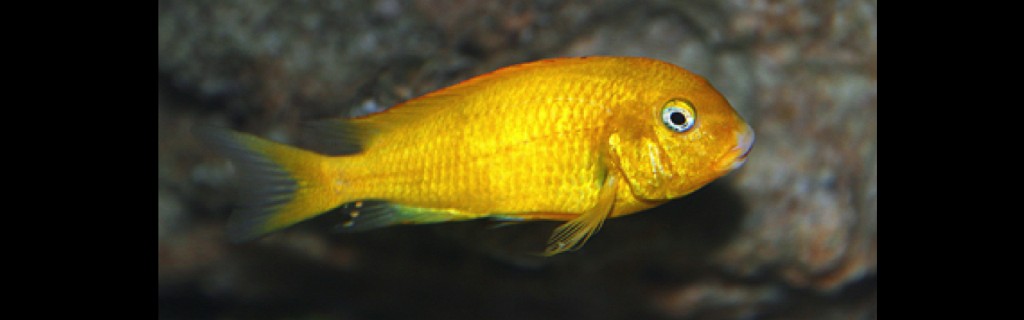 Tropheus golden kiriza
