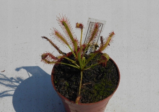 Drosera capensis (Giant)