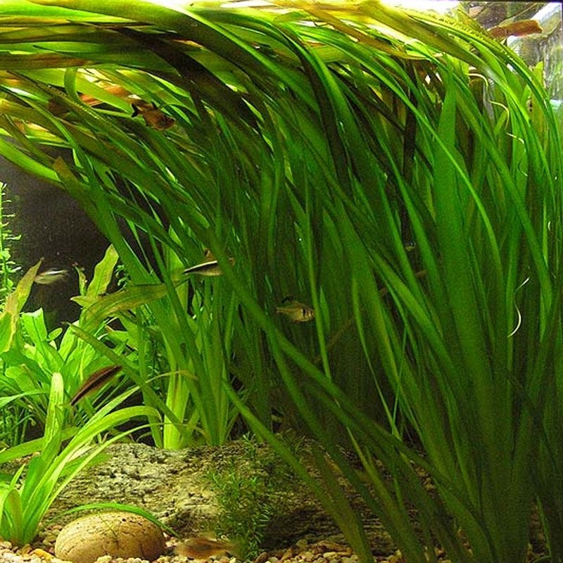 VALLISNERIA GIGANTEA nurzaniec olbrzymi NAJWIĘKSZY
