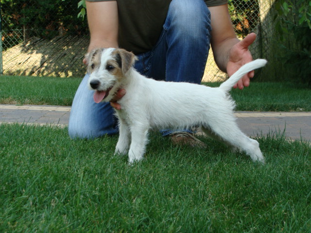 Parson Russell Terrier - hodowla ZKwP ( FCI )