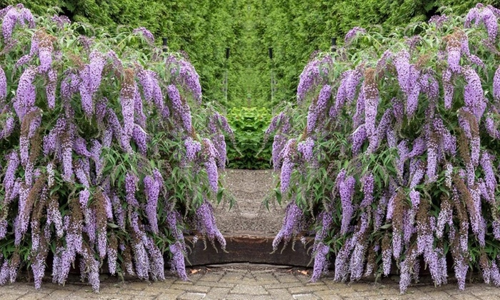 NOWOŚĆ Budleja Wisteria Lane LAWINA KWIATÓW