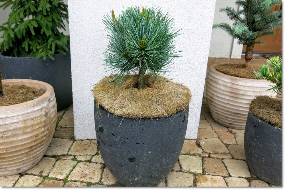 Pinus pumila Blue Mops - Unikat !!!
