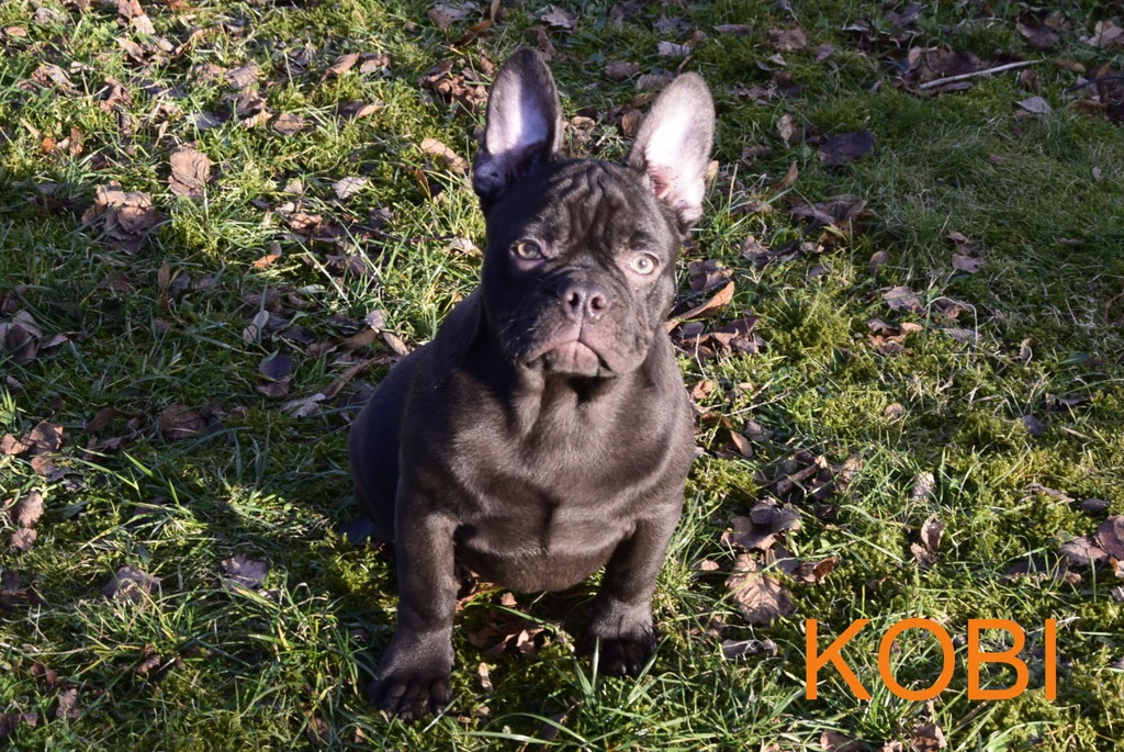 Buldog Francuski Czekoladowy Choco
