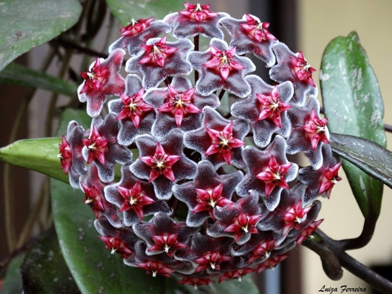 Hoya pubicalyx royal hawaiian purple Hoja RPH