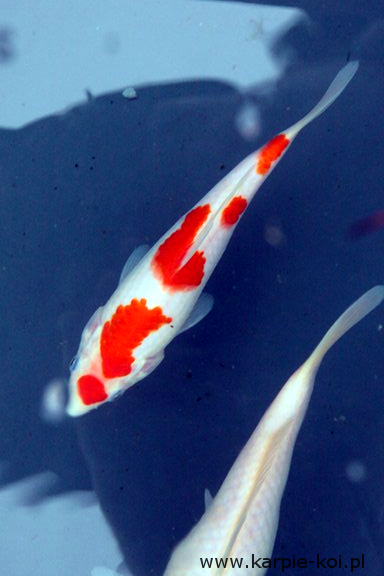 Karpie koi 20-28 cm- karp koi - sprzedaż