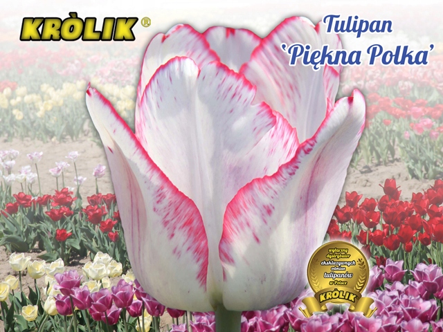 TULIPAN PIĘKNA POLKA 5 SZT.#ELITARNY# + GRATIS