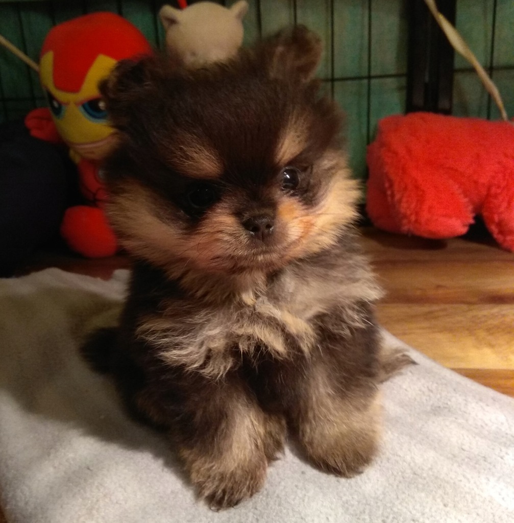 Szpic miniaturowy pomeranian Misio ok. Warszawy